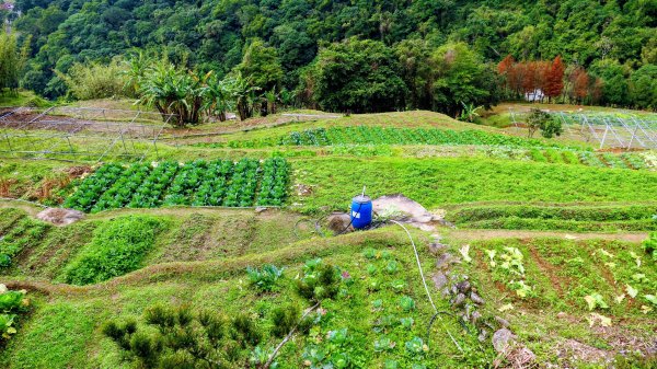 鵝尾梯田櫻花巷2989284