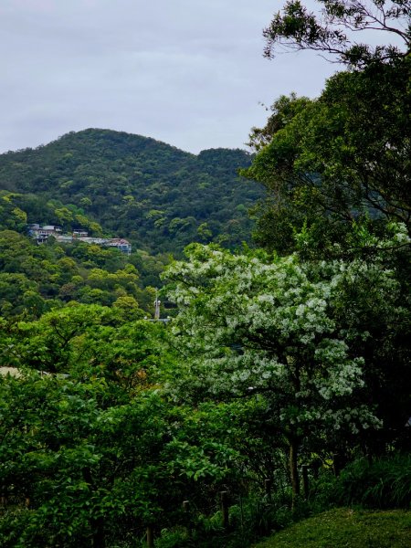 2025年臺北大縱走第四段：風櫃口至中華科大2755989