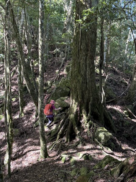 加里山O繞20250713(大坪登山口-杜鵑嶺-加里山-避難小屋-大坪登山口)2836896