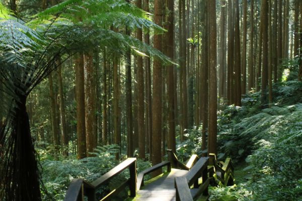 奮起湖台灣杉森林棧道194442