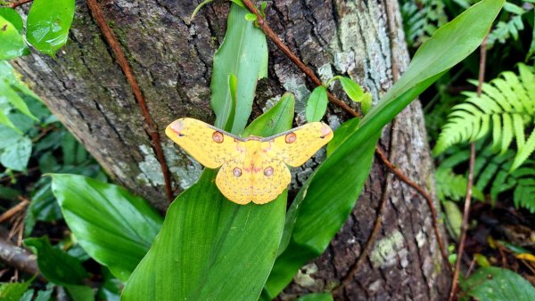 新竹內灣麥樹仁山五連峰2763845