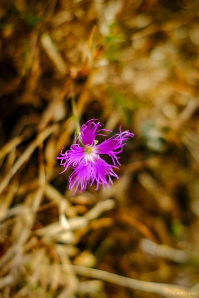 [冬訪大霸聖山岳參行]-榮耀桂冠B'bu' Papak聖稜精選輯2974840