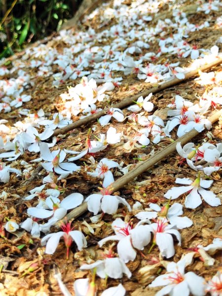 造橋車站-口山古道-鹿廚坑步道3039852