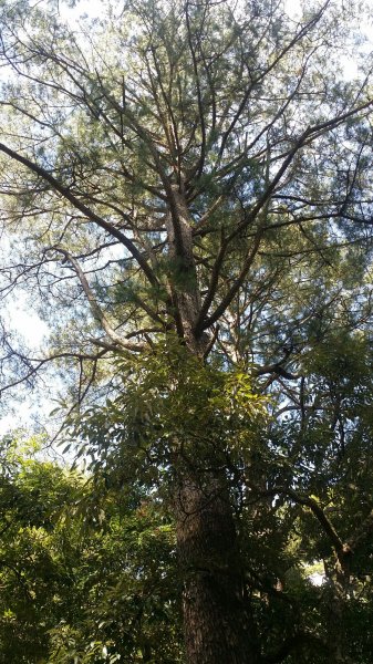 大霸群峰 107.10.19~21455244