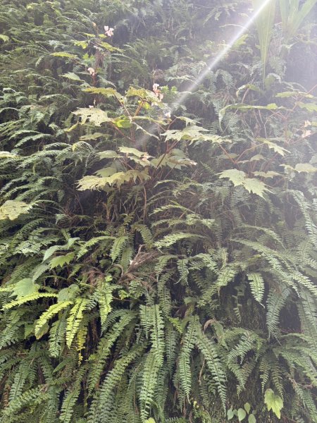 20251004嘉義奮起湖大凍山步道(頂湖)2914918