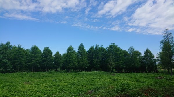 茶香步道～田中森林公園980886