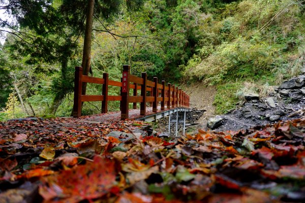 檜山巨木森林步道481532