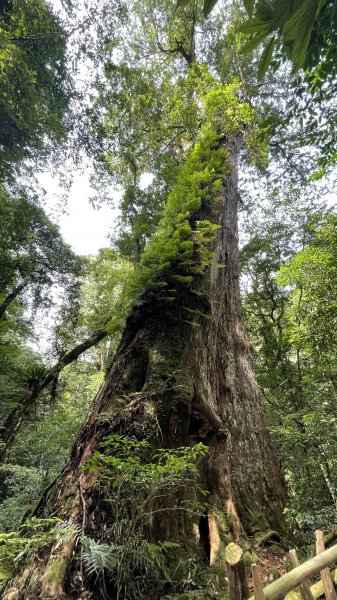 走入清晨19度c的上帝部落>>司馬庫斯(巨木群步道)1767441