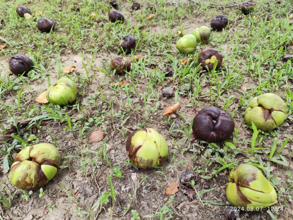 《大安森林公園》【走路趣尋寶】【臺北健走趣】2567432