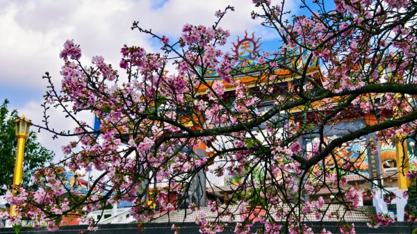 #綠繡眼 訪花 #吉野櫻 #天元宮 #楓樹湖 03162736722