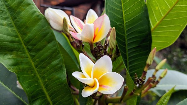 百年防空洞,劉銘傳隧道2482005