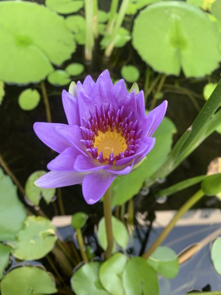 20250913苗栗三湖山2890826