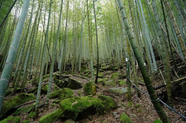 南投 鹿谷 溪頭山、竹崙山、志騰山2730629