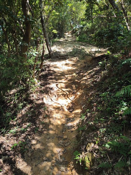微笑山線：【大棟山系】百年大榕樹段2868486