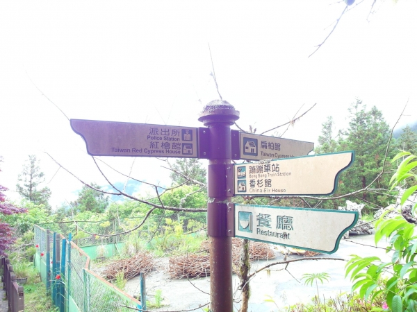 太平山中央階梯紫葉槭43814