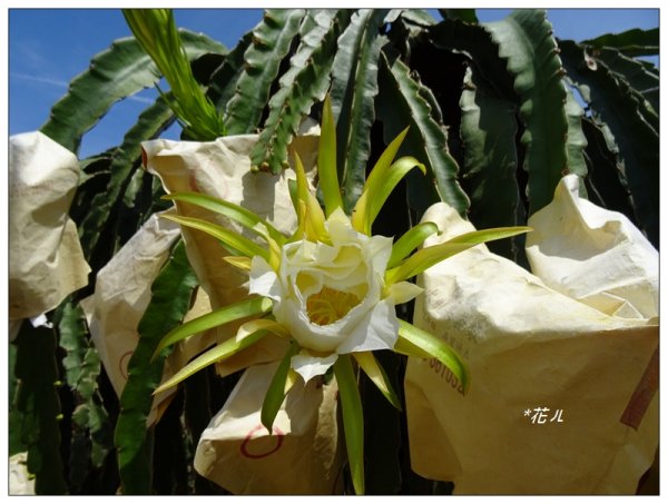 彰化/橫山觀日步道636166