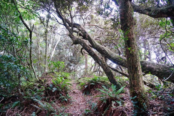 新竹關西鎮 水田林道之貴妃&那結山連走1539727