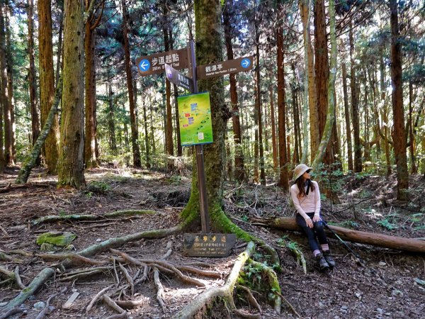 觀霧國家森林 榛山步道 觀霧瀑布 檜山巨木 雲霧步道1893350