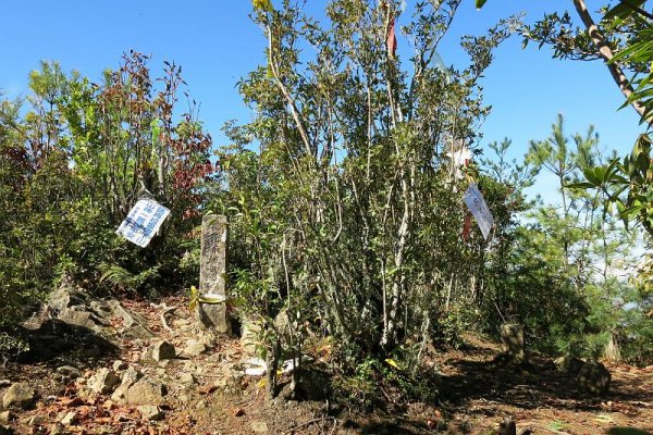 【台灣山岳小檔案】阿里山山脈最高的5座山