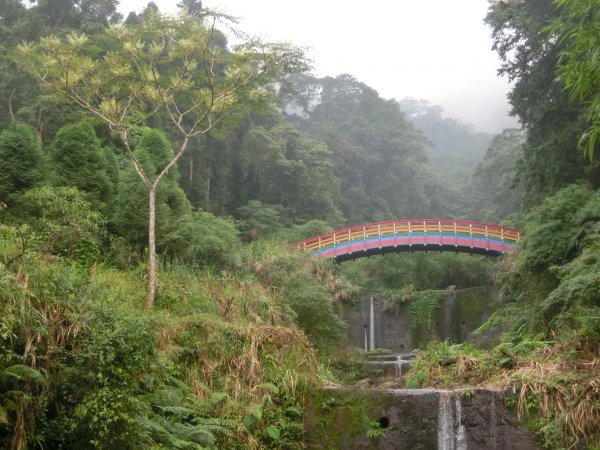 溪頭銀杏神木彩虹橋459534