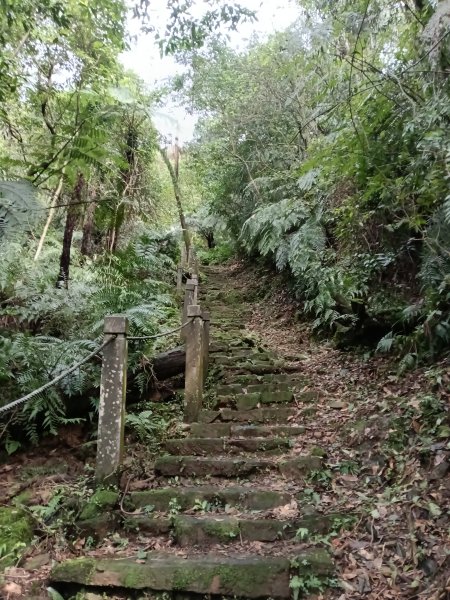 大尖山櫻花-龍船洞-秀峰瀑布2733728