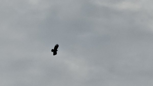 鳶嘴山+稍來神木2709862