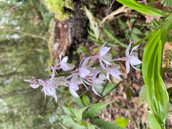 山車廣山.福巴越嶺O-神木群-水晶蘭-根結蘭2756240