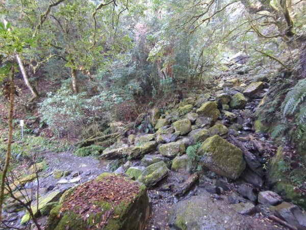 2026.01.03－鎮西堡B區神木群2981156