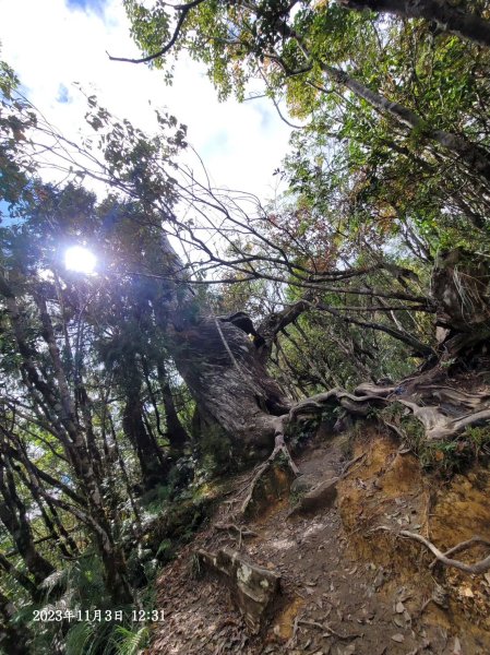 三星山+三星池+望洋山+太平山山毛櫸2432924