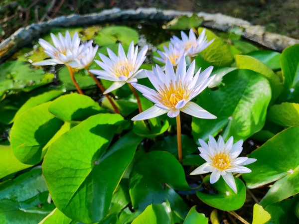 龜山到樹林散步一日遊2636203