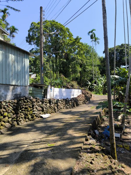 20250913微笑山線：【天上山系】望月亭桐花段2883453