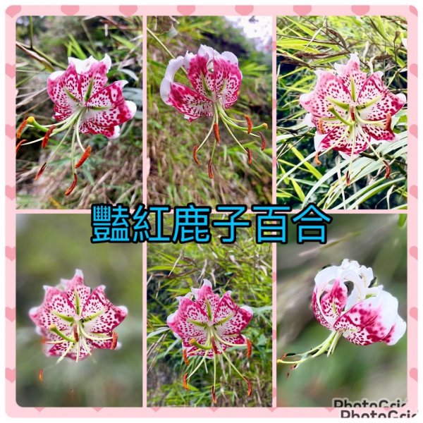 台灣原生種-豔紅鹿子百合（五寮尖。白石山）2300709