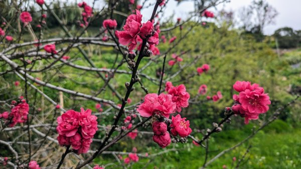 大北坑魯冰花2435741