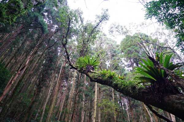 新竹關西鎮 水田林道之貴妃&那結山連走1539754