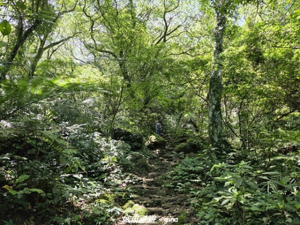【桃園大溪】溪洲山步道(福山巖登山步道)3057140