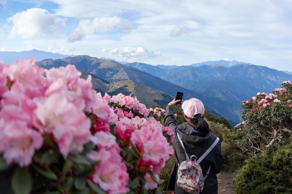 合歡東峰賞玉山杜鵑1386050