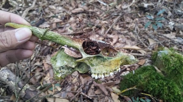 嘉義縣最遙遠的南霞山2698988