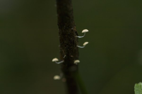 美鹿山南峰拔刀爾山高腰山美鹿山10.211176199