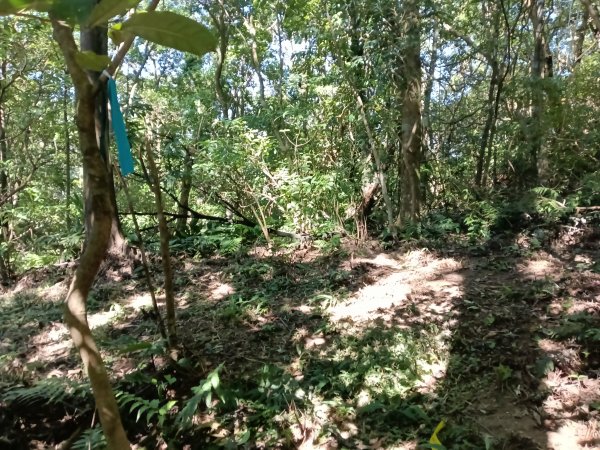 雙溪區中坑東山去回+林厝前荷花2877654