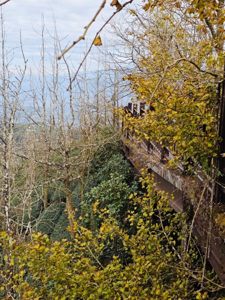 大崙山銀杏森林2966085