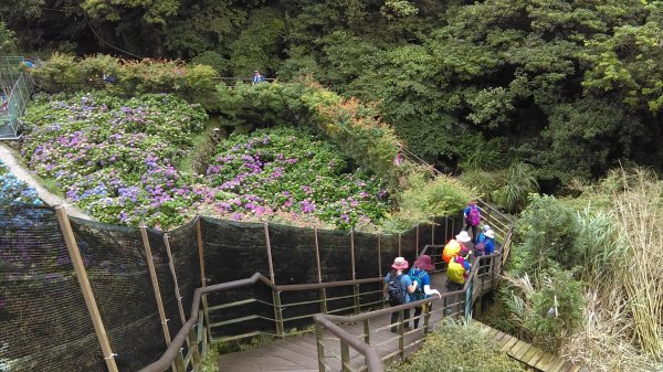 【臺北大縱走2】頂湖和竹子湖賞繡球花海芋981878