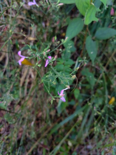霧里乙部落-舊內文社-霧里乙山東北峰-霧里乙山-霧里乙南山-獅子頭山2766052