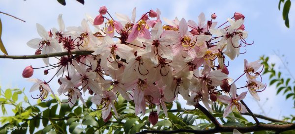 人生首見 #花旗木 #花博公園 首訪 #法雨山普宜苑  #石斛蘭 #守城滿山紅 4/21&233040111