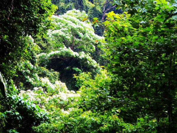 穀雨時節 走指南宮朝聖步道 遇見油桐花 也遇見自己2156746