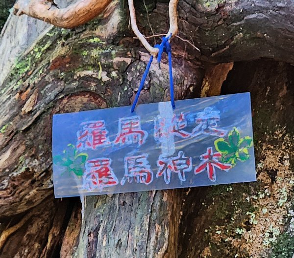 【中級山縱走】羅馬縱走，走進神木的夢幻童話森林世界2943215