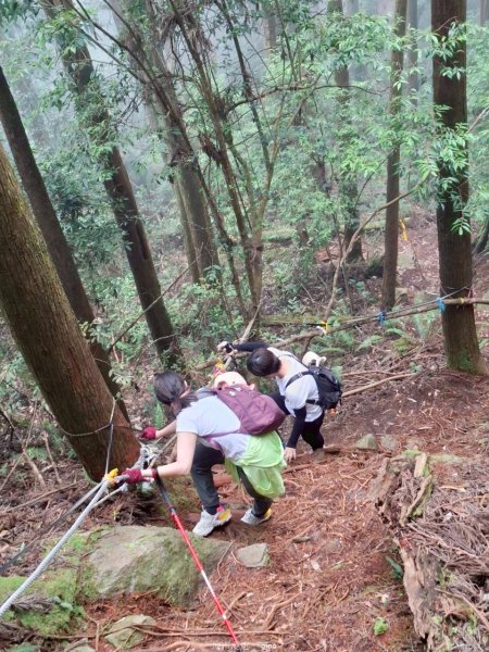 【台中和平】筆直的杉林.林相優美。 橫嶺山x沙連山P型2869051