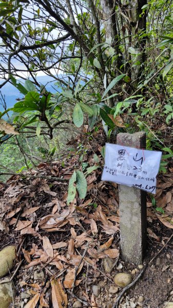 大坑4號步道發現彌猴桃/黑山、黑山北峰被變更山名