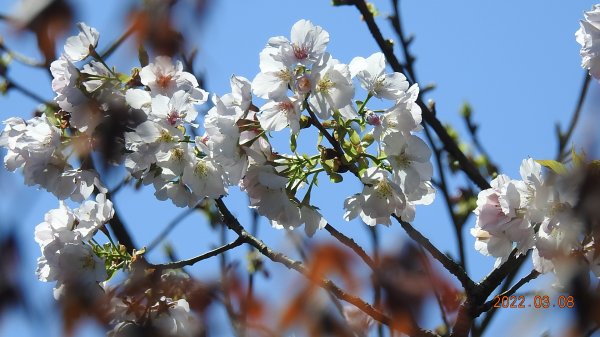 春暖花開，鳥語花香1633876