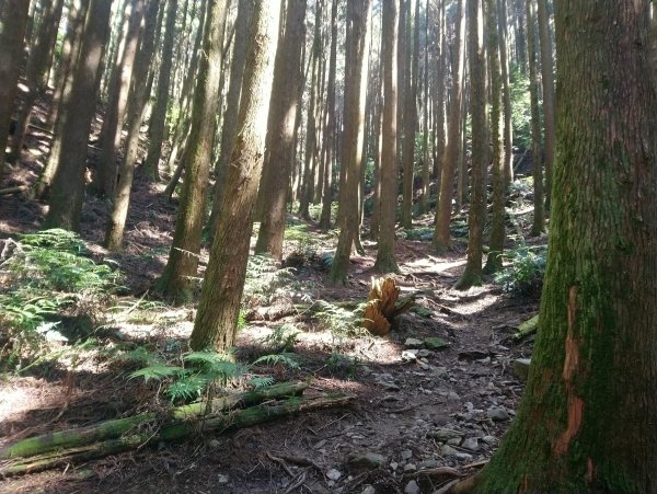 鳶嘴西稜 長壽山 醜崠山來回894708