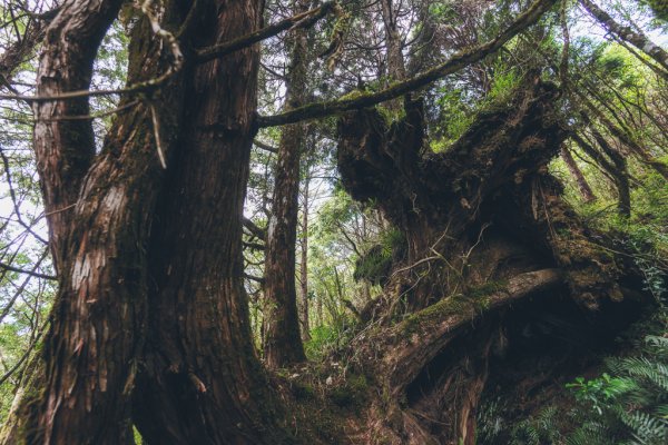 隱匿在魔幻森林裡的幻影1079790